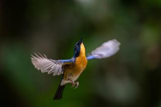 Rangbondoi - Birdhides Included and available for birding guide - - 7