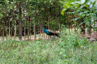 Cashew House Mawella - Sinimodera - 5