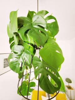 Le Savana - Centre historique - 1