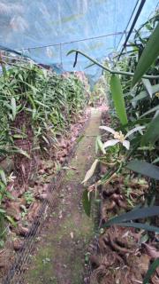 Mahana Tua Lodge Huahine - 1