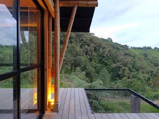 Bosque de helechos - 2