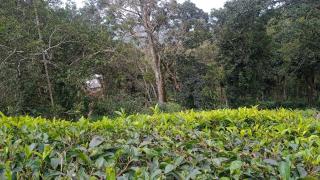 Winchester House - 4