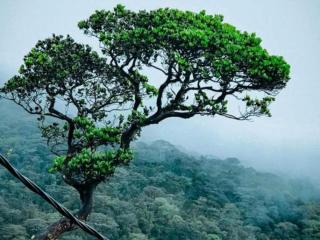 Dilani Adamspeak RiverStay - 2