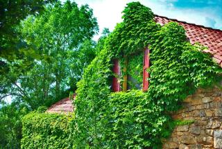 La maison des bois - 8