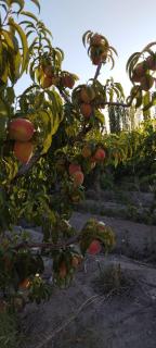 Finca La Nelly, Casa de campo 7 hectáreas de viñedo, vista a las montañas a metros del Rio Atuel - 7