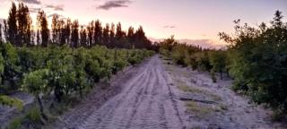 Finca La Nelly, Casa de campo 7 hectáreas de viñedo, vista a las montañas a metros del Rio Atuel - 4