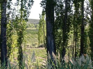 Finca La Nelly, Casa de campo 7 hectáreas de viñedo, vista a las montañas a metros del Rio Atuel - 1