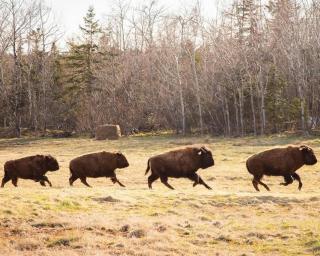 The Clydesdale Cottage - 2