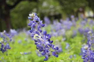 Explore Austin & San Antonio with friends & family - 9