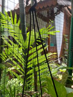 Buratwangi Joglo House - 9