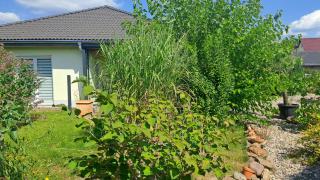 Bungalow Haus mit 3 Schlafzimmern nähe Dresden - 8