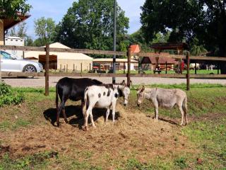 Holiday home Oliver, Wendorf - 4
