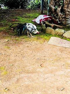 Glass House Yelagiri - 5