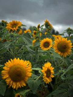 Elim Retreat kanthalloor - 1