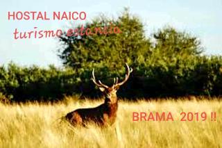 Hostal Naico - 1