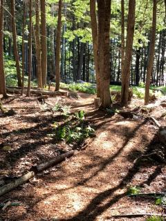 Hidden Gem on Golden Pond - 8