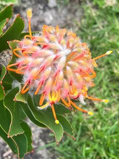 Spatsels Vrede, Vermont, Hermanus - 5