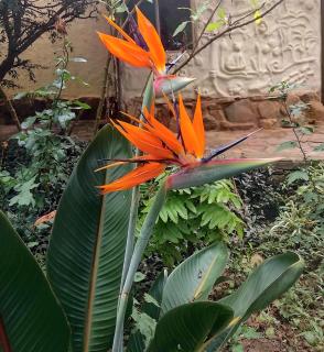 El Jardin - 5