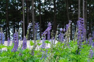 Cedar Shores Lakehouse - 7