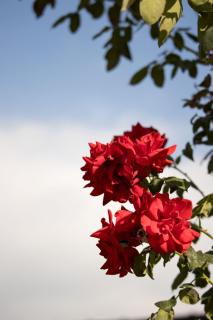 Ferienwohnung Lorenz - 9