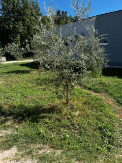 Iva Giulia Apartment - 8