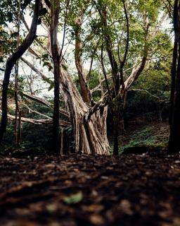 Luxury Villa Ceibo - Exquisite, Private, Serene - San Mateo - 6