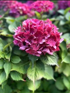 Clos des hortensias - 8