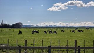 The Quiet Paddock - 8