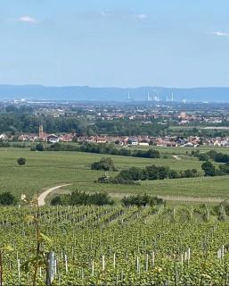 Pfalzzimmer - 5