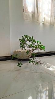 Homes Resplendent - Hikkaduwa - 9