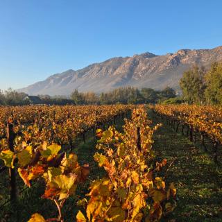 Klein Nektar Wine & Olive Estate - 3