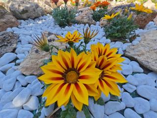 Residence IL CARRUBO - Gallipoli - 4