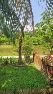 Sumatra Cheeky Monkeys - 4