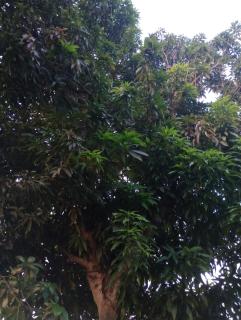 Casa Coco Cabana - 8