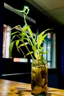 Cattleya Guest house - 6