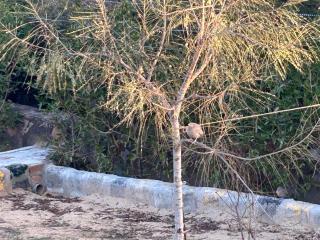 C-69 Dreamland, Luxury 4BHK farm with private swimming pool , 1 acre garden - 8