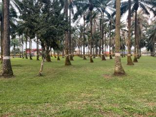 Precious Palm Royal Hotel - 6