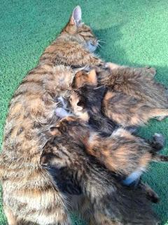 Bungalows Malagić - 1