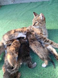 Bungalows Malagić - 3