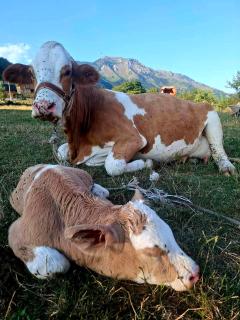 Bungalows Malagić - 5