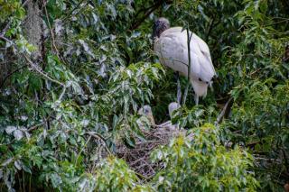 Golf and Tennis Community - Executive Suite - Golf Course Views - 4