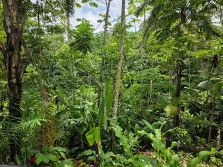 Eden Natural Lodge, La Fortuna - 7