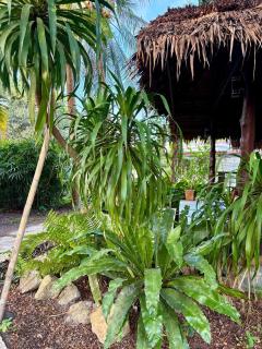 Authentic Thai Wooden House Coconut Lane - 8