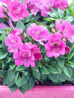 Chambres D'hôtes De Kerantum - 7