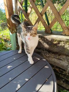 Il Rifugio della Baita - Viù - 3