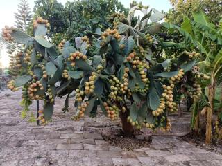 Masseria La Maestà - Ospitalità Rurale Famigliare - 7