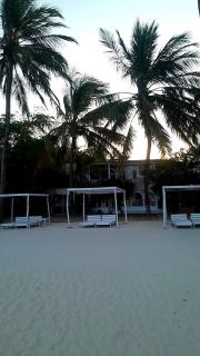 Beachfront Palm Haven - 9