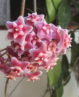 SCR- Saquarema - Loft Rosa Amarela Beira Mar - 4