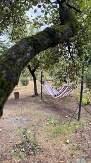 Tsinandali Wine cellar - 2