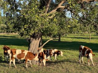 La Cascade - Sahurs - 7